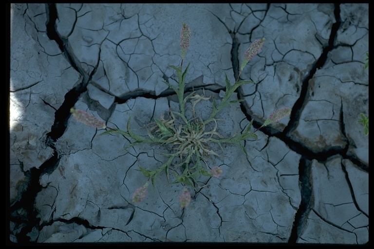 Image of Colusa Grass