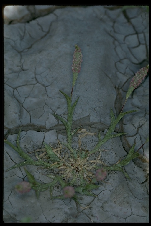 Image of Colusa Grass