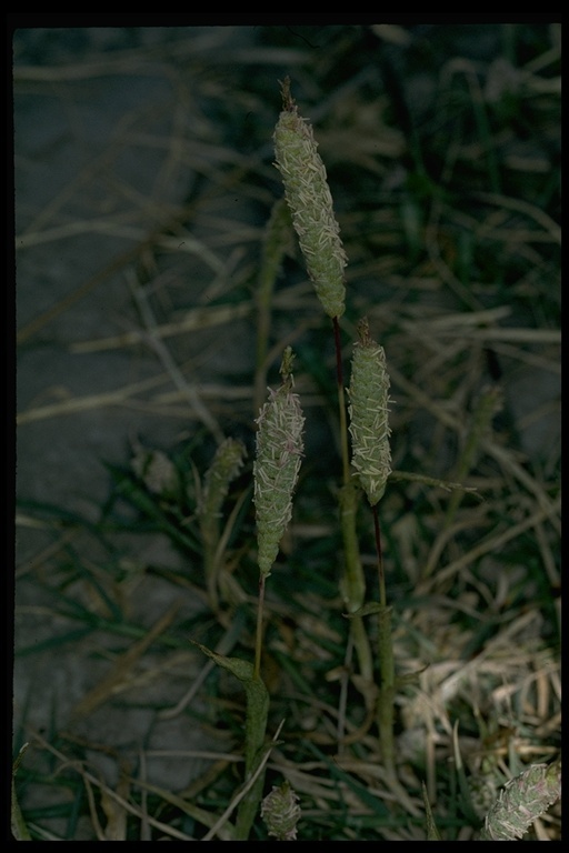 Image of Colusa Grass