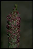 Image of Colusa Grass