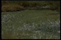 Image of Prickly Spiral Grass