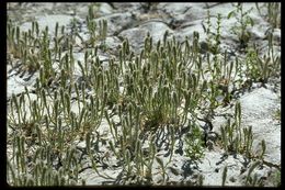 Image of Prickly Spiral Grass