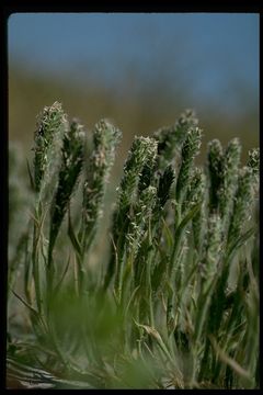 Plancia ëd Tuctoria mucronata (Crampton) Reeder