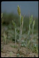 Image of Pacific foxtail