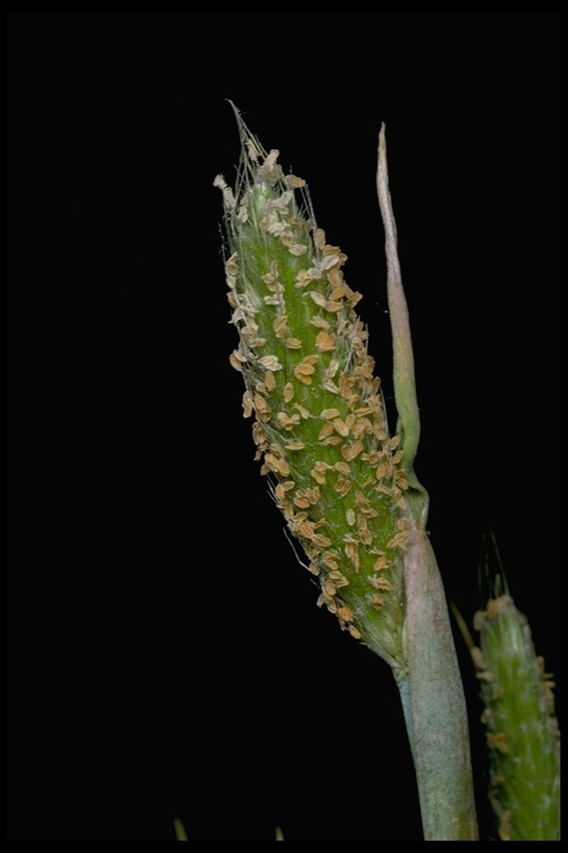 Image of Pacific foxtail