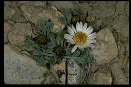 Image of tufted Townsend daisy