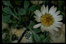 Image of tufted Townsend daisy