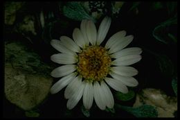 Image of tufted Townsend daisy