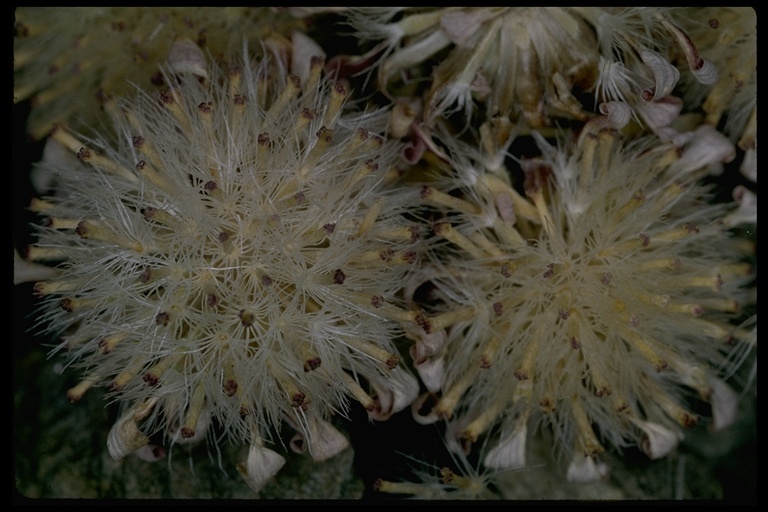 Image of tufted Townsend daisy