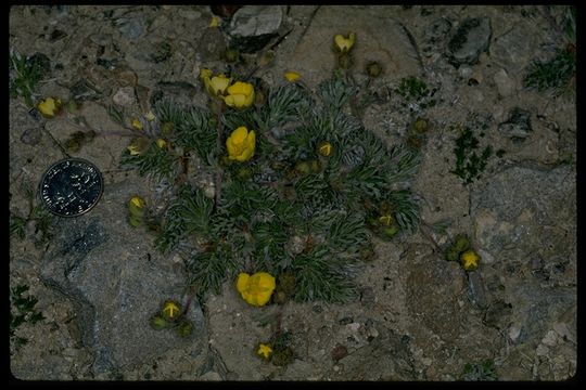 Imagem de Potentilla morefieldii B. Ertter