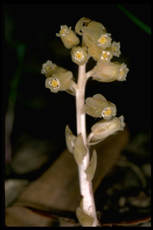 Image of <i>Monotropa hypopitys</i>