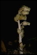 Image of <i>Monotropa hypopitys</i>