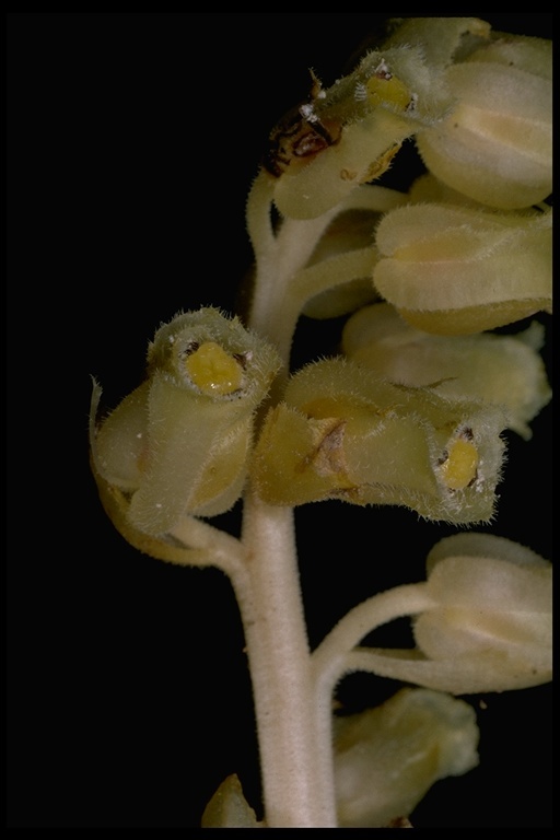 Image of <i>Monotropa hypopitys</i>