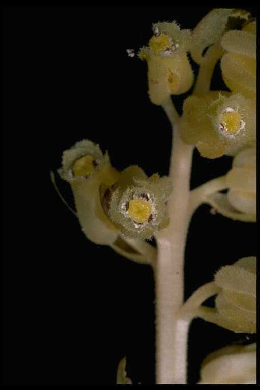 Image of <i>Monotropa hypopitys</i>