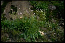 Image of Congdon's lewisia