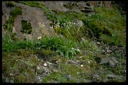 Image of Congdon's lewisia