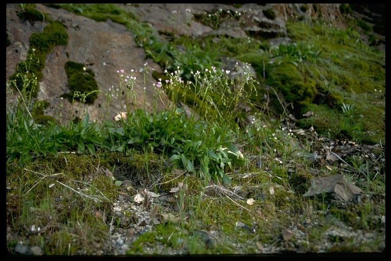 Image of Congdon's lewisia