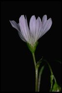 Image of Congdon's lewisia