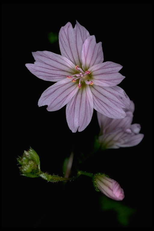 Image of Congdon's lewisia