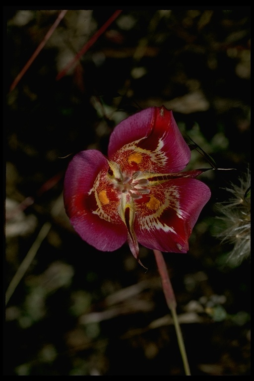 Image de Calochortus venustus Douglas ex Benth.