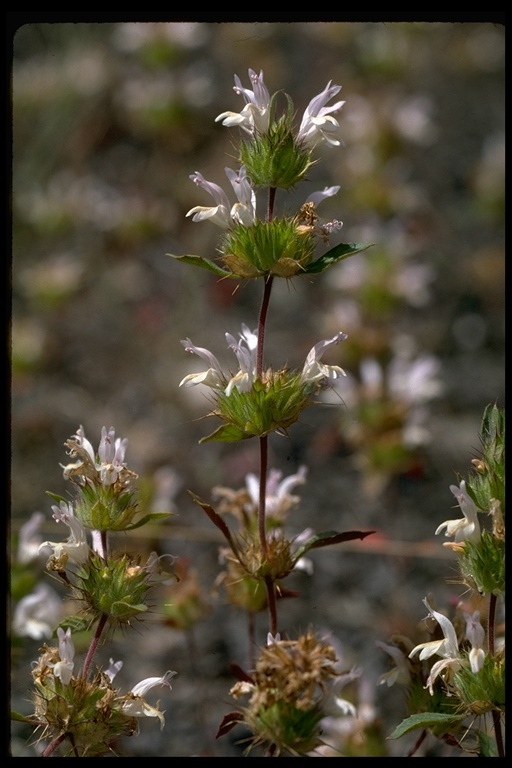 Image of Santa Clara thorn-mint