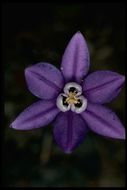 Image of starflower brodiaea
