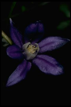 Image of starflower brodiaea