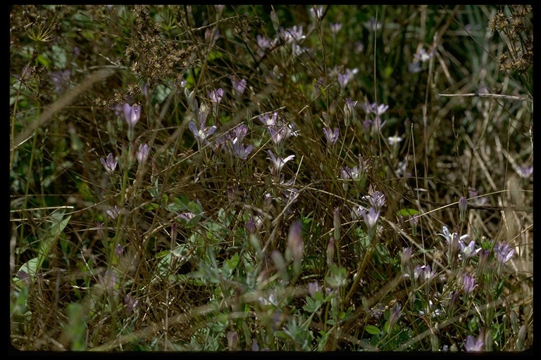 Sivun Brodiaea pallida Hoover kuva