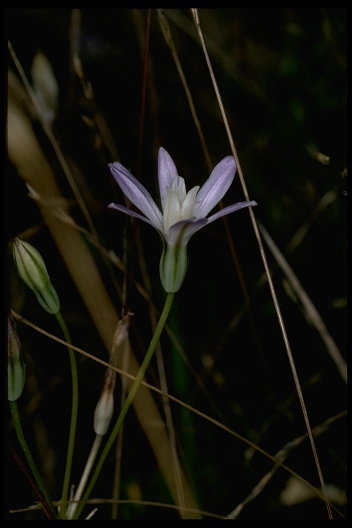 Sivun Brodiaea pallida Hoover kuva