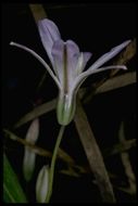 Sivun Brodiaea pallida Hoover kuva