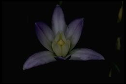 Sivun Brodiaea pallida Hoover kuva