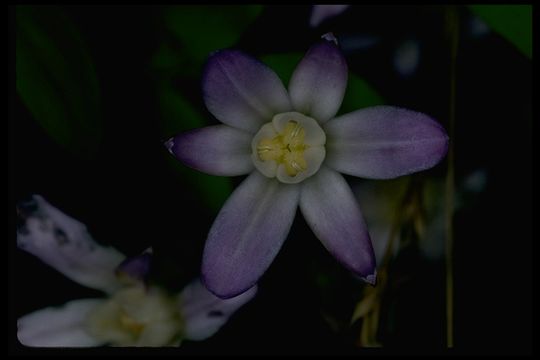 Sivun Brodiaea pallida Hoover kuva