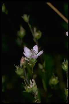 Image of Marin dwarf-flax