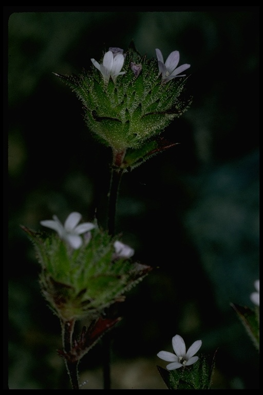 Image of San Anselmo navarretia