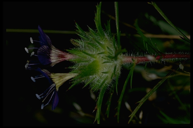 Image of sticky pincushionplant