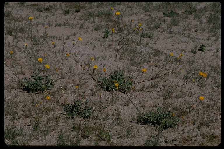 Geraea canescens Torr. & A. Gray的圖片