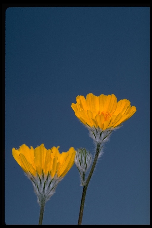 Geraea canescens Torr. & A. Gray的圖片