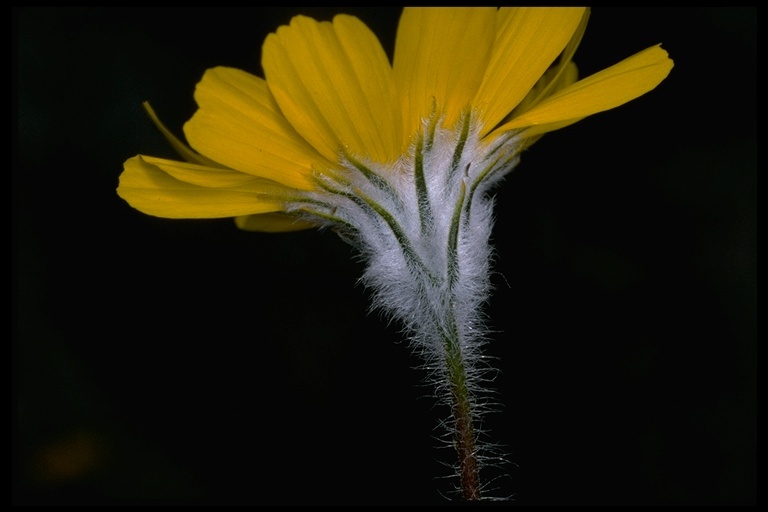 Geraea canescens Torr. & A. Gray的圖片