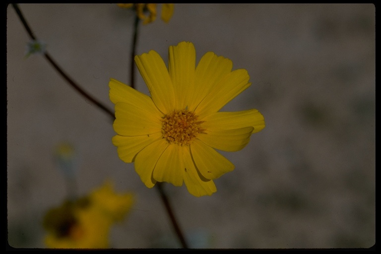 Geraea canescens Torr. & A. Gray的圖片