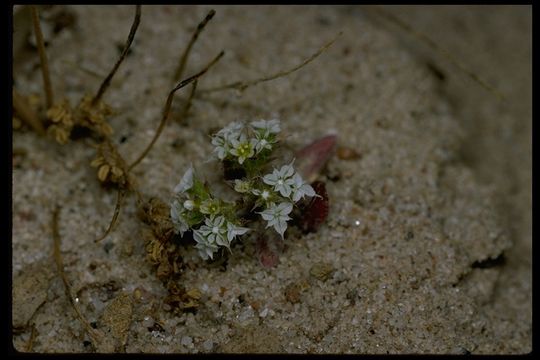 Image of diffuse spineflower