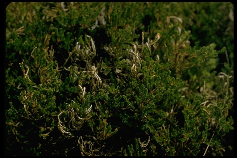 Image of bushy spikemoss