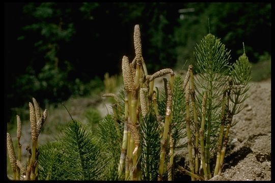 Image of giant horsetail