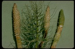 Image of giant horsetail