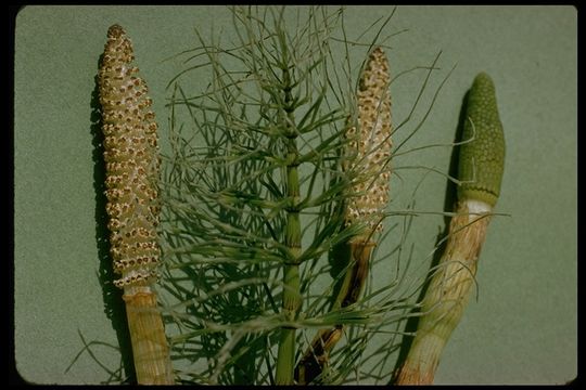 Image of giant horsetail