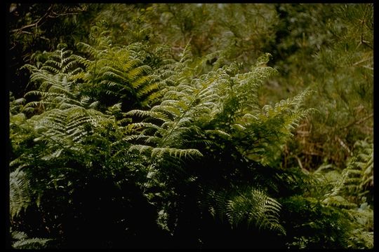 Image of <i>Athyrium filix-femina</i> var. <i>cyclosorum</i>