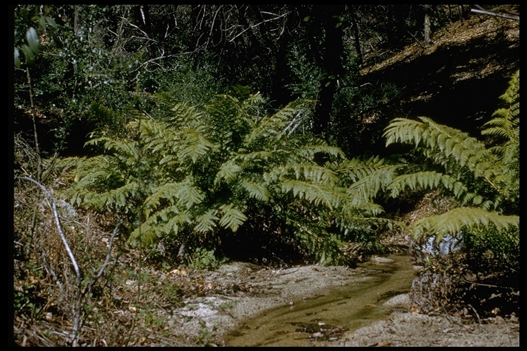 Image of giant chain fern