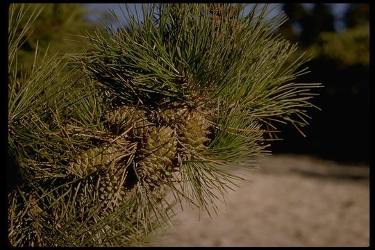 Image of Bishop pine