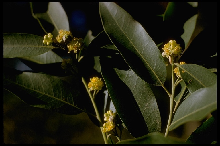 Umbellularia californica (Hook. & Arn.) Nutt. resmi