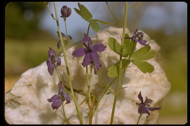 Plancia ëd Delphinium decorum Fisch. & Mey.