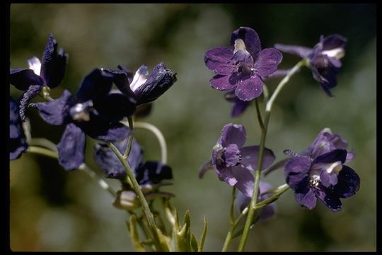 Image of San Bernardino larkspur